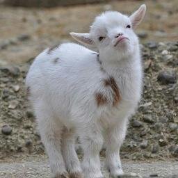 Janet - Food science graduate student. Professional goat blogger, https://t.co/nlq09a7L3G