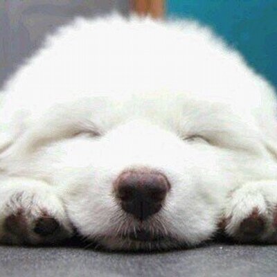 いぬ画像bot なんですって 犬画像 T Co Jjcrzs245s