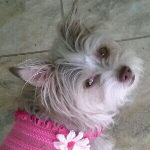 Charming Chorkie. Fashionista on Fours. Spreading Smiles one Wag at a Time.