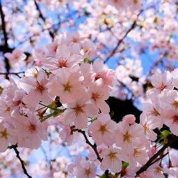 Bunga Sakura mekar yang siap jatuh dengan indahnya.