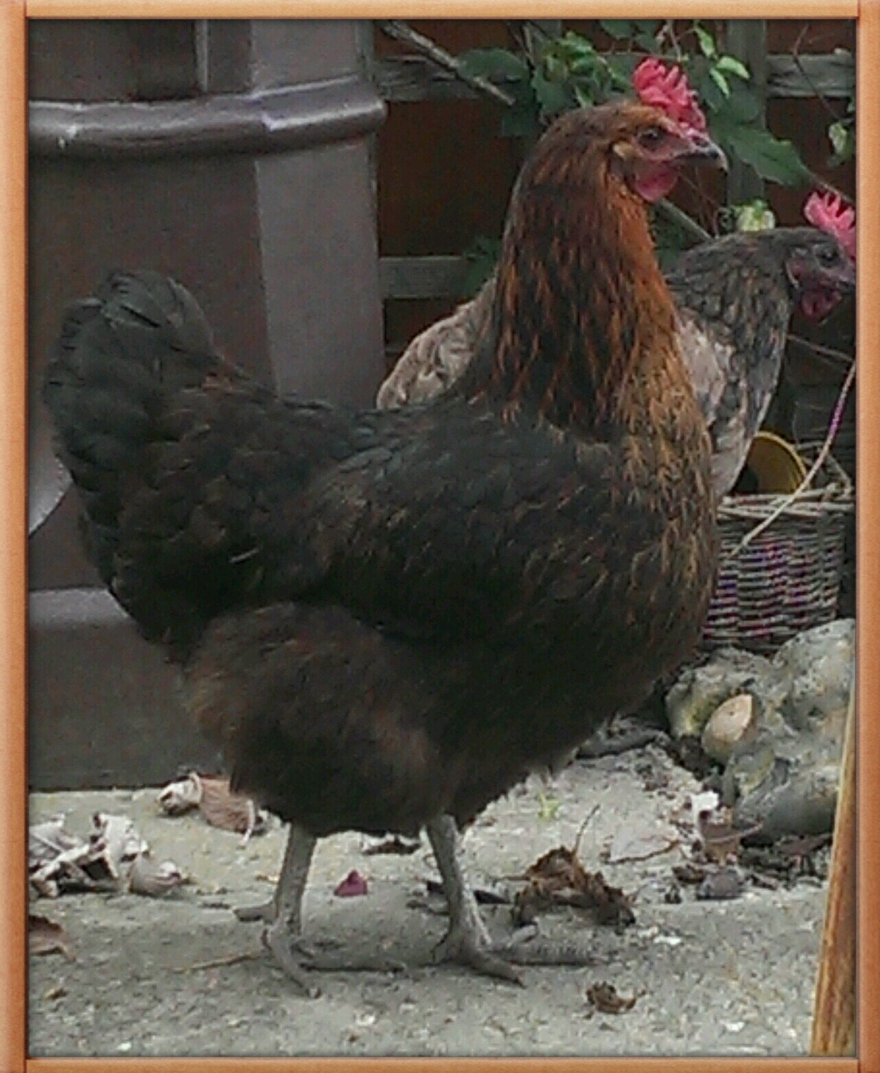 a_papillon's profile picture. I have 4 hens 1 black cat a few fish in the pond, I own and run Papillon Playgroup and I'm doing a degree with The Open University