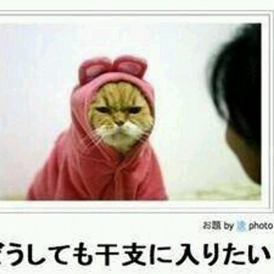 猫 干支に入りたい Ns01 Twitter