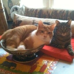 sal5760's profile picture. 