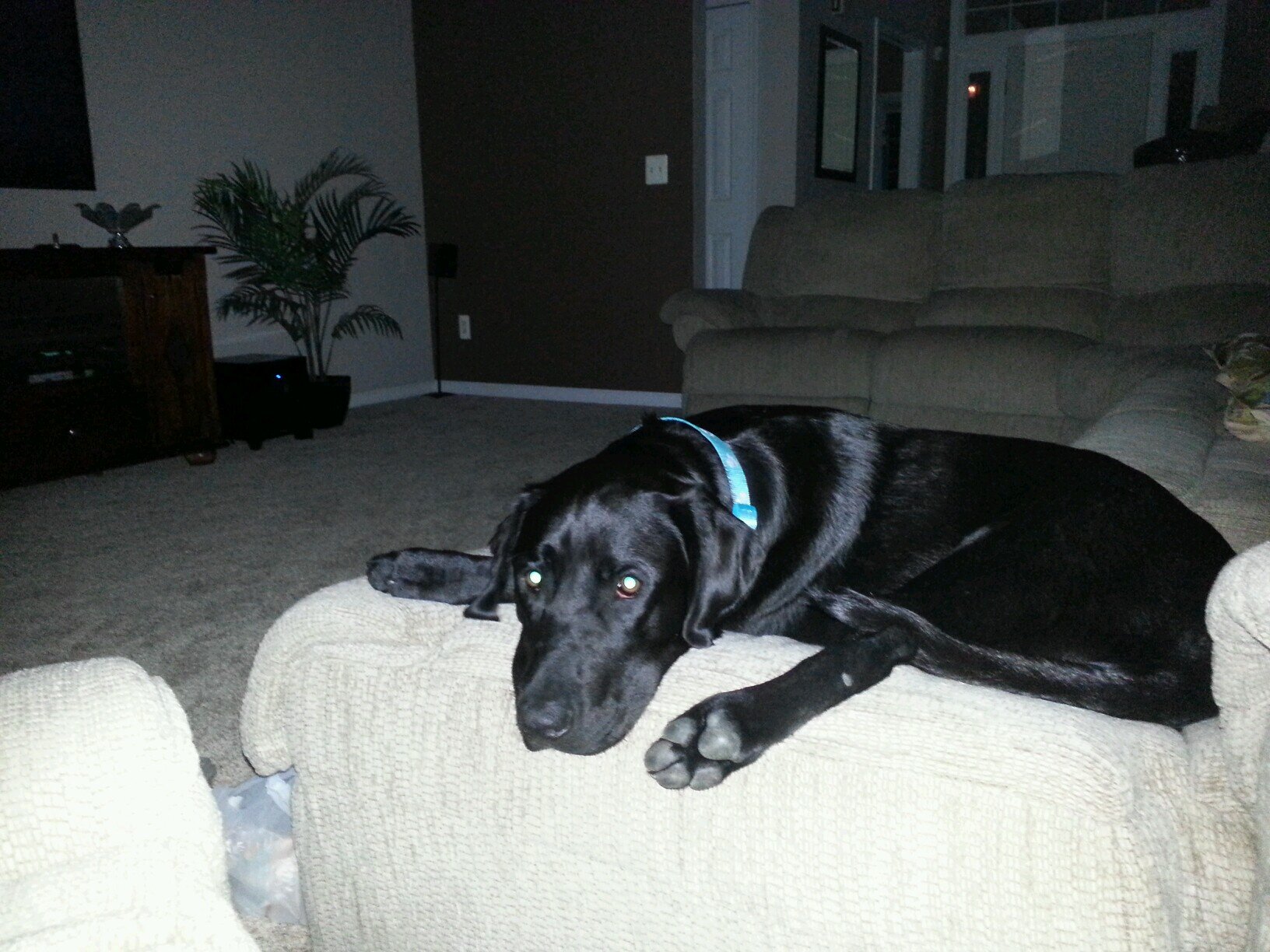 Im a black dog named Casper. Fuck the Irony