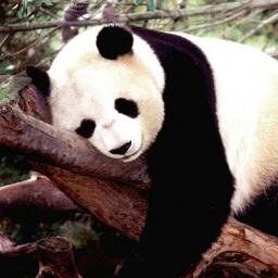 We are a @Wix site for #panda lovers. Learn panda facts and meet people who love giant pandas and red pandas. Paws Of Awareness.