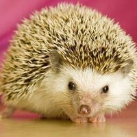 Mrs T (@tiggymrs) 's Twitter Profile