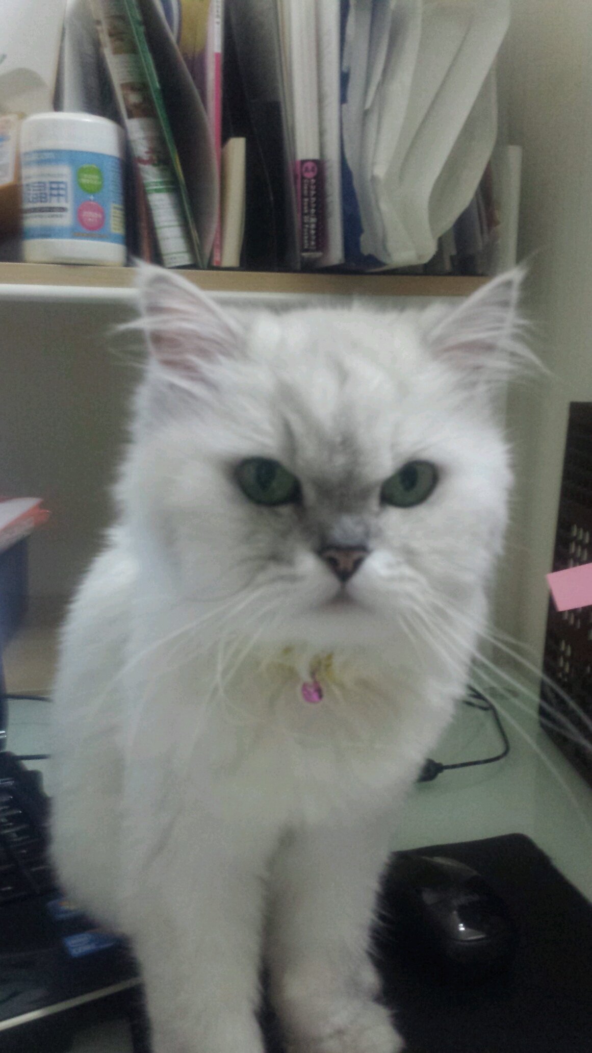 kazusumiharu's profile picture. 