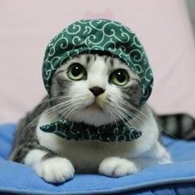 猫ちゃん画像集 Cat Gazousyuu Twitter