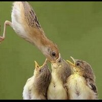 فهد الحبيب (@ghayh61) 's Twitter Profile