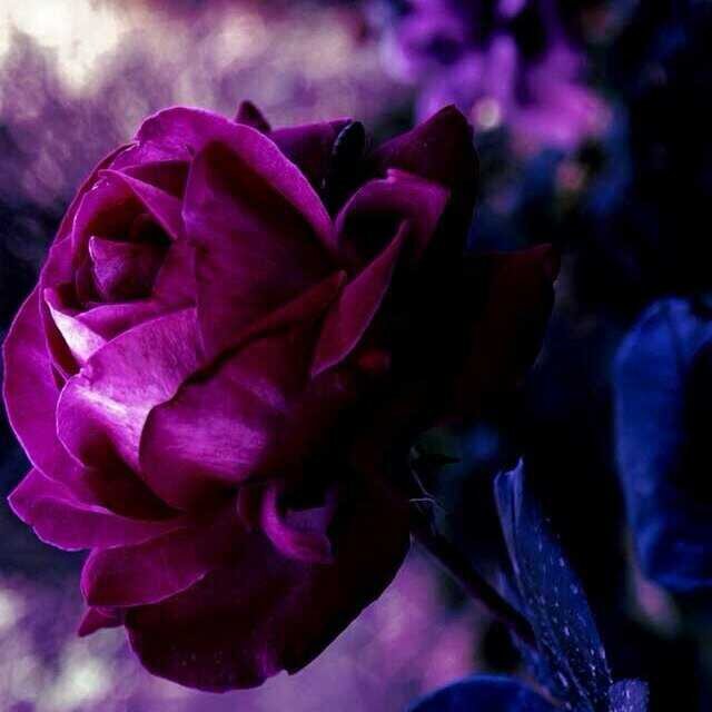 Mesk1406's profile picture. 