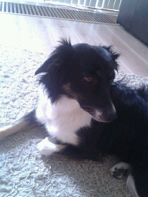 Hi I'm a dog. not just A dog.. I'm Lady c:  | 2y/o | Bordercollie | BossLover | LikeABigDog.