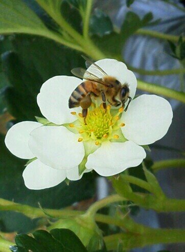 beekeeper1538's profile picture. Pollinator