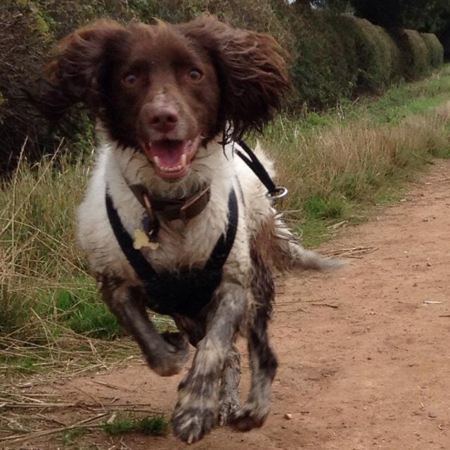 My name is Tilly and I'm a English Springer Spaniel. I'm nearly 8 years old. I love my mum but I really like food, walking, swimming and my toys a bit more.