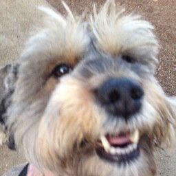 Live in Downtown Los Angeles and hang out at the South Park Dog Park. Join me.