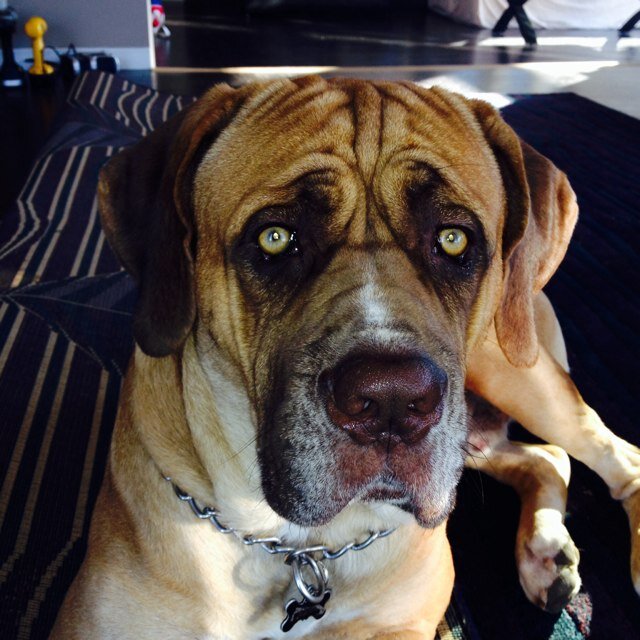 My name is Zeus, I'm a cane corso puppy, I love to get into trouble, I think i am human at times! Just livin' it up!