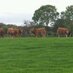 Castleoye limousin (@limousinbreeder) Twitter profile photo Castleoye limousin (@limousinbreeder) Twitter profile photo