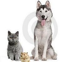 Lost and Found pets (@lost_found_pets) 's Twitter Profile