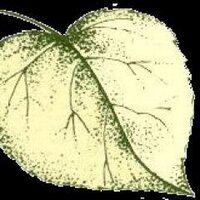 Linden Baroque (@lindenbaroque) 's Twitter Profile
