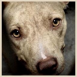Photographing animals, Desert Hearts.What do shelter dogs look like? Home to the Animal Rites Project. Who do you see? Tarah Rider Berry Photography.