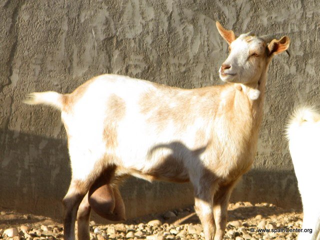LAS CABRAS LECHERAS