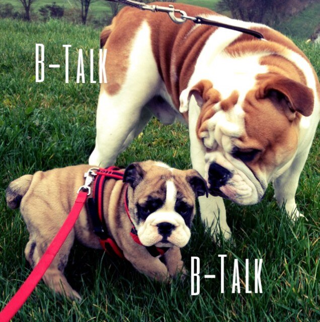 Bradley-djezz,(rip) Budhy (rip) and now Barça and Biker.  All my bulldogs have their own stories, and living their Bully lives.