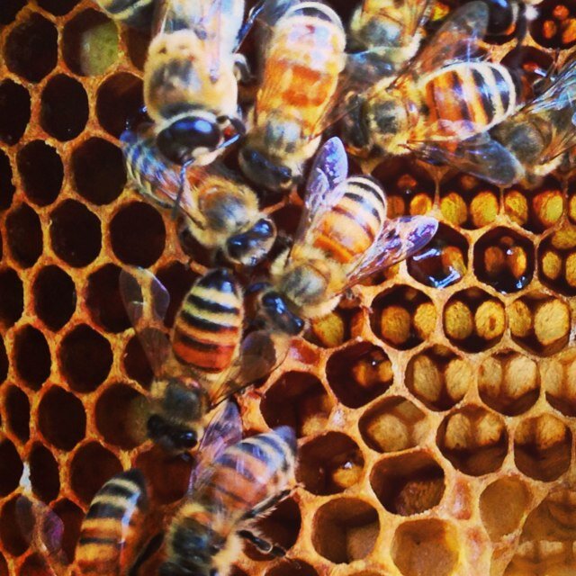 mirandabees's profile picture. 