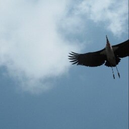 author, conservationist, patch-worker,