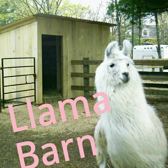 This is the Official twitter account for the Llama Barn created by Radio 1's Dan and Phil!