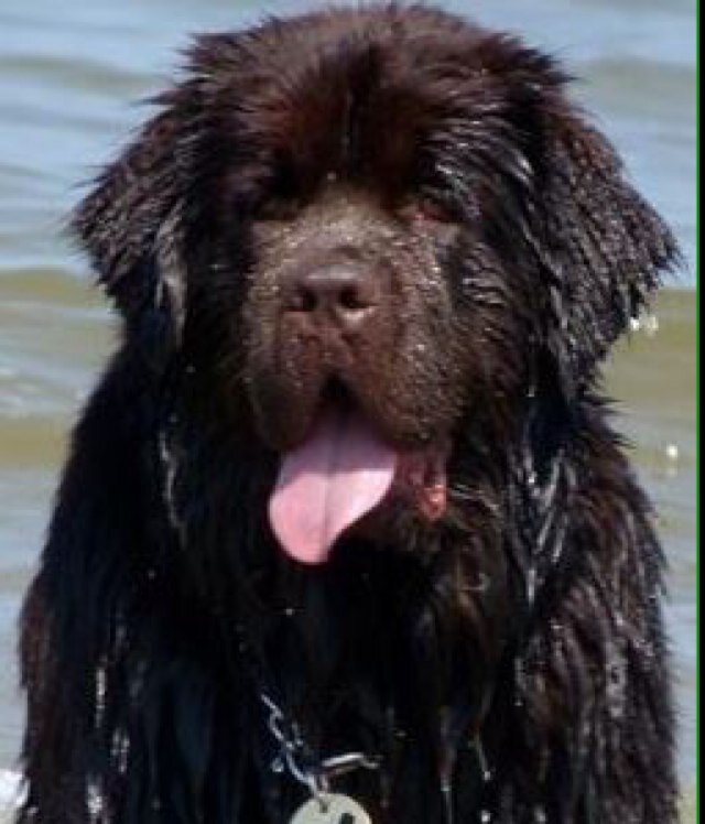 Proud dad to three newfies. How much busier can life be? Once you've owned a newfie, you're owned BY them!