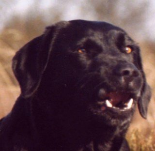 bunnybasher1's profile picture. 