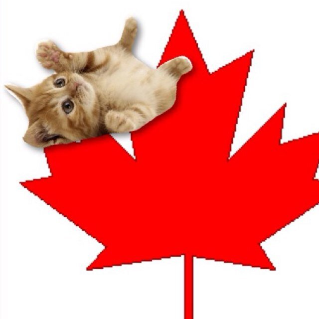 Cats in Canada, eh! #cats #canada