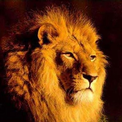 El León de la Radio (@ElLeondelaRadio) | Twitter