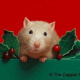 We are dedicated to changing ppls perceptions on the friendly Rat! Great Pets & an asset to humankind. #TeamRat #TeamFollowback