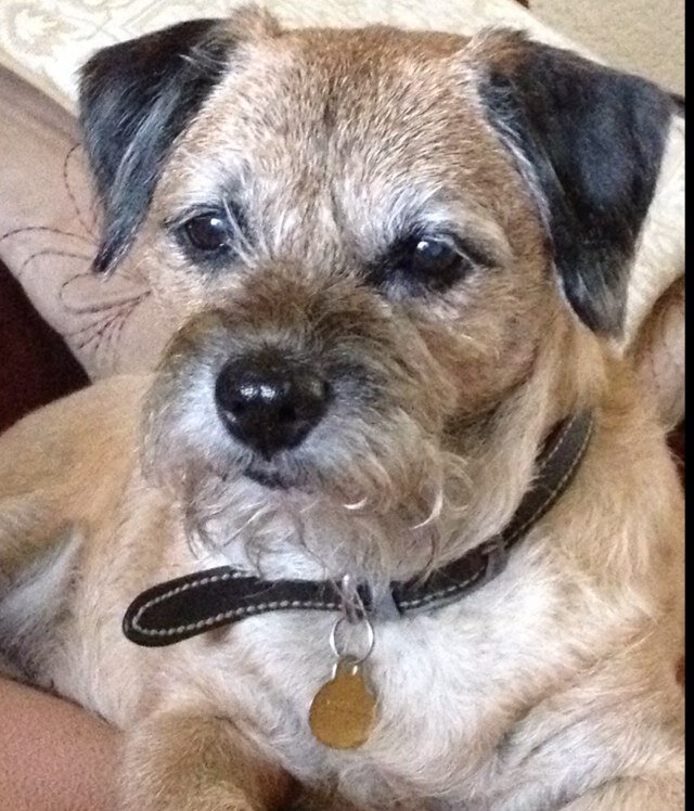 Dolly Proud member #BTposse OTRB 17th February 2014 and Pip got new M&D October 2013 and born May 2007. Pip also OTRB 9/12/22.