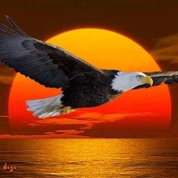 nayerelalfy's profile picture. 