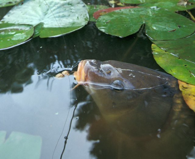 A page set up designed for anglers to share pics, tips, and locations between other anglers!!