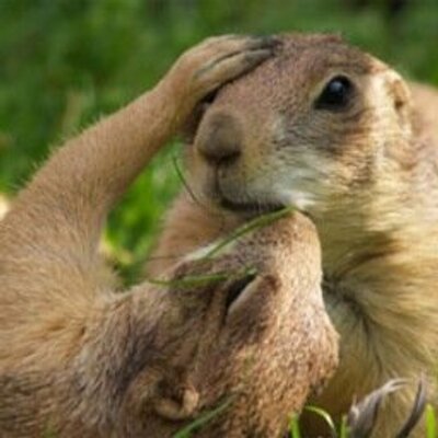 Animalporr Animalporr