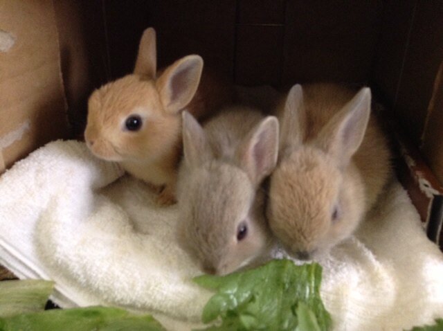 保育士歴？？年。 動物大好き。色々製作するのも好き。最近のハマりもの「東京ゲゲゲイ」 「SnowMan」