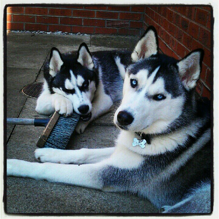 We are Caleb & Strider, husky brothers. We adopted the account of our late furbro @bensonthehusky 28.05.08 - 14.12.11