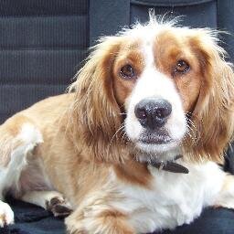 schmunzelmund's profile picture. 