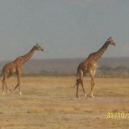 The African Wings Safaris has also tailor-made safaris to tourist who special interest in particular safaris