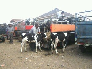 SPujon's profile picture. 