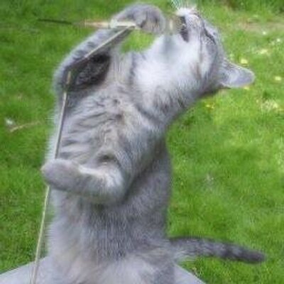 爆笑 おもしろ動物画像 動画 Bot 突然怖い顔をする猫 おもしろ猫動画 T Co 4qijkyubmy