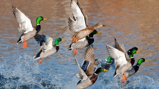 Family,Friends,God,Ducks