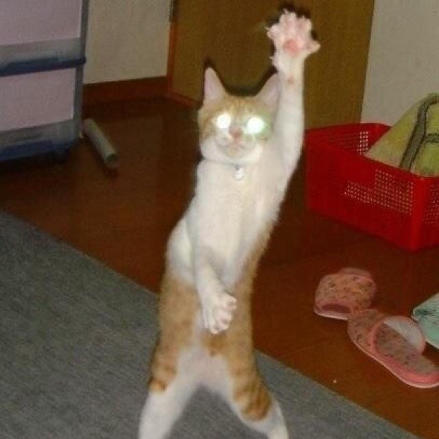 yatoo777's profile picture. ヨーロッパにいこう。 #相互フォロー　＃followback 100%