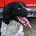 Nelson the fire dog (@nelson_firedog) Twitter profile photo