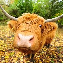 panda429844881's profile picture. 