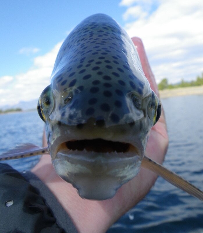 flyfisherie's profile picture. a common sense angler with a love for the fish I pursue.