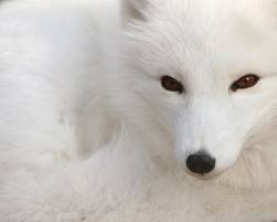 Silver. Foxes. Of. ICANN.