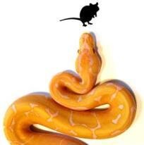 TheIronPython Profile Picture